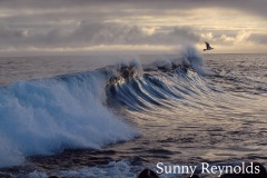 The-Galapagos-Islands-1