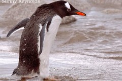 Antarctica-1