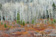 Colorado-1