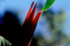 Costa-Rica-3