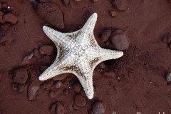 Galapagos-1