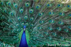 India-2