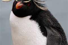The-Falklands-Islands-1