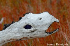 Yellowstone-1