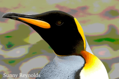 Antarctica-1