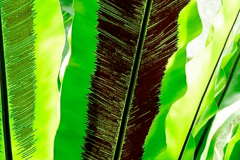 Guatemala-1
